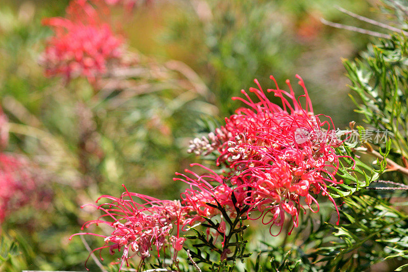 Grevillea Banksii /红色丝滑橡木花